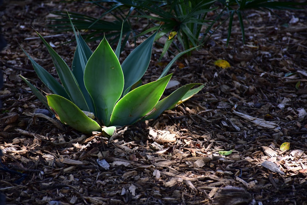 a small green plant growing out of the ground