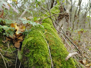 A serene forest scene featuring a fallen log covered in vibrant green moss. Surrounding the log are various plants, including ferns and dry leaves, indicating a natural and undisturbed environment. The forest in the background is dense with trees and undergrowth, creating a tranquil and earthy atmosphere.