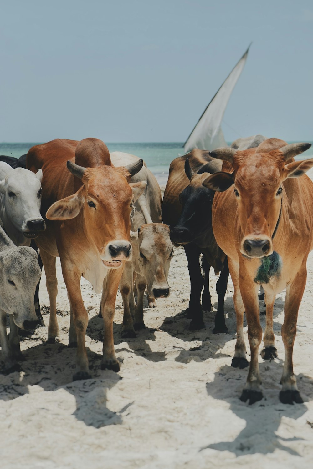 a herd of cattle standing on top of a sandy beach