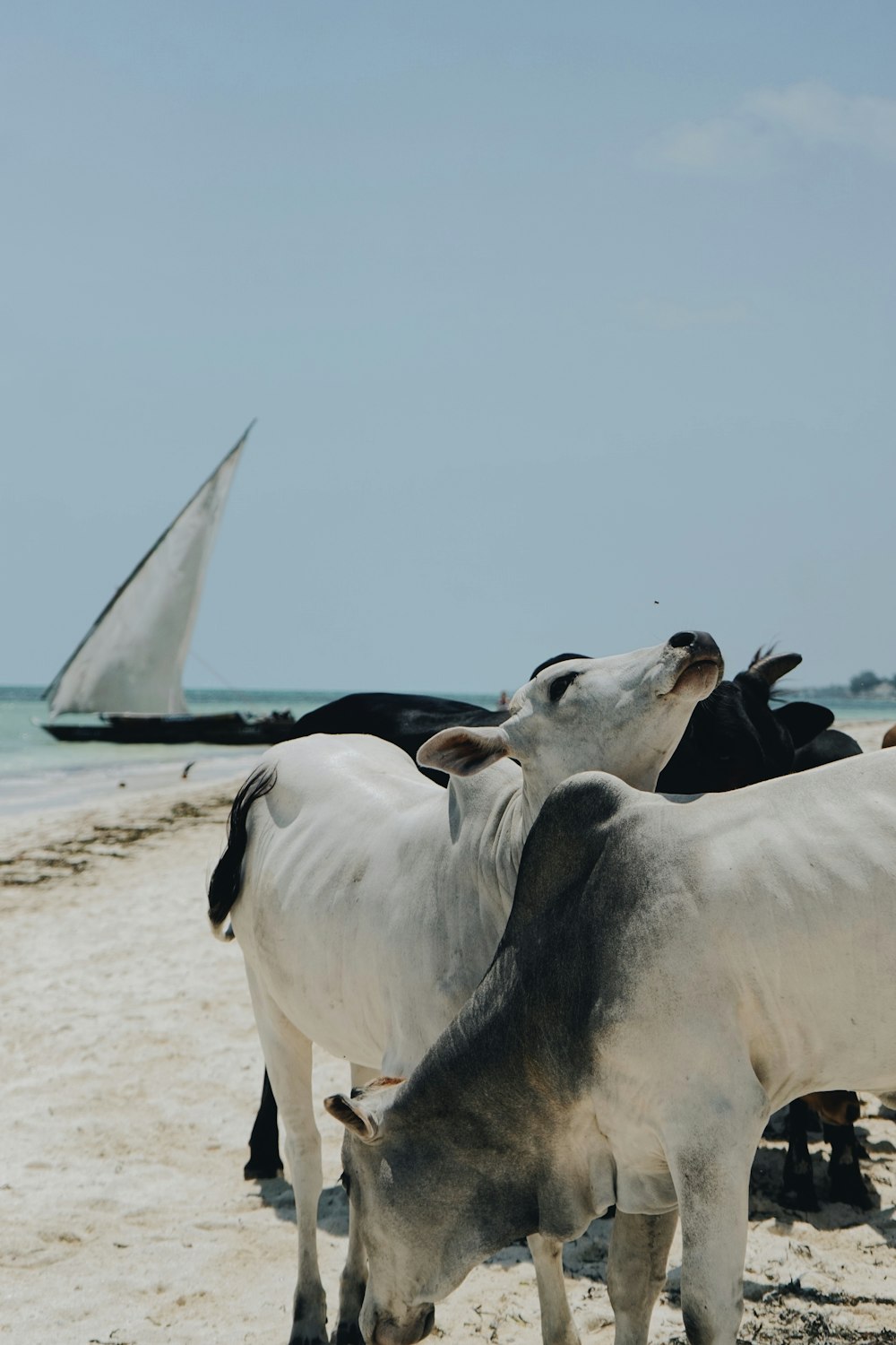a group of cows standing on top of a sandy beach