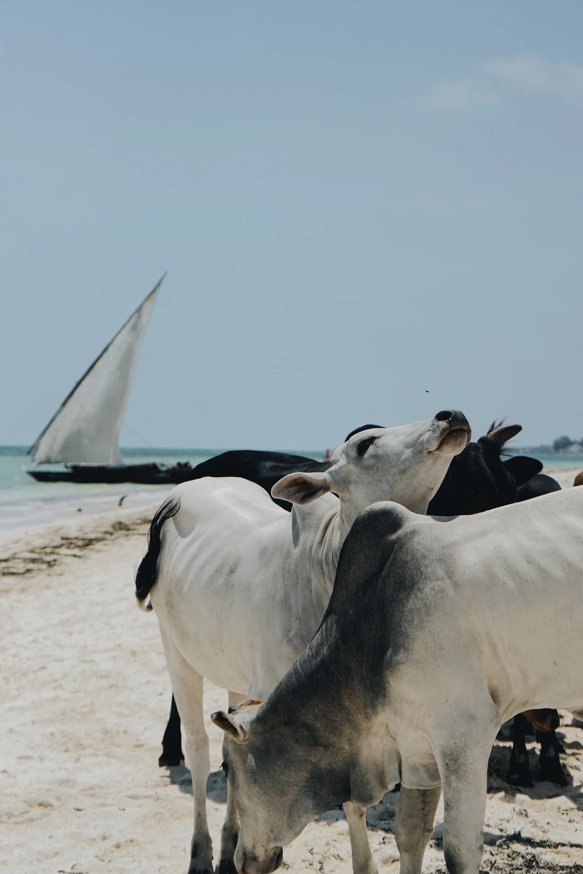 Cows resting on a white sand beach in Zanzibar