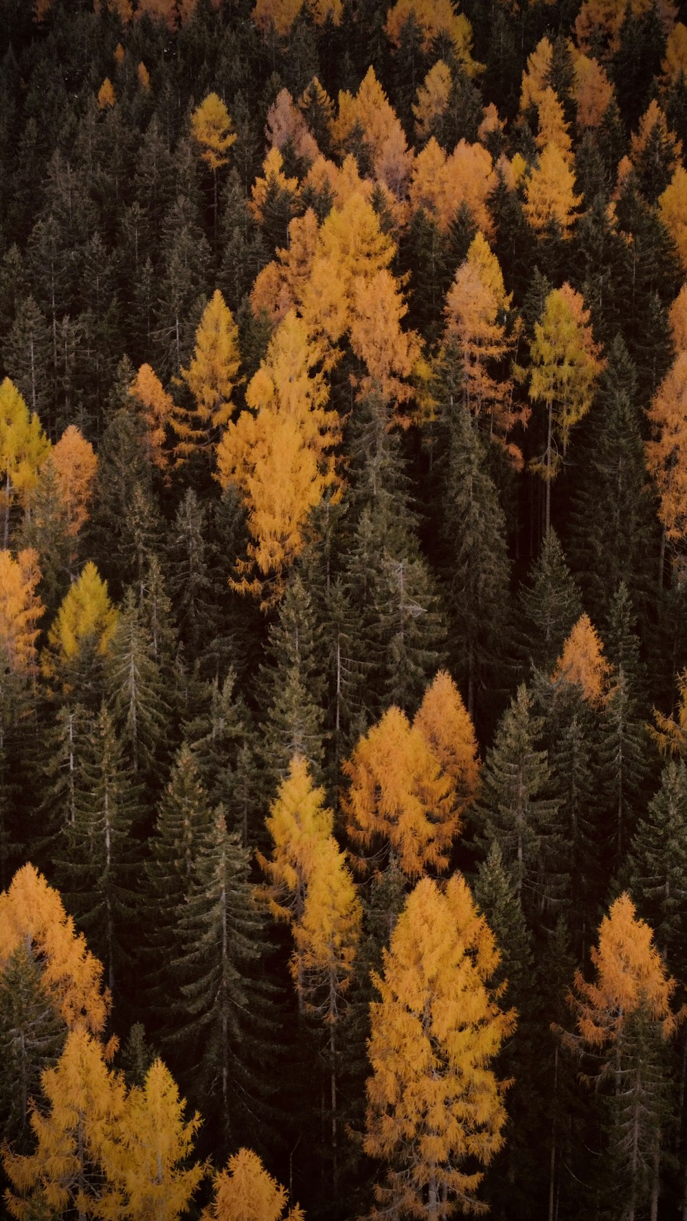 Une forêt remplie de grands arbres