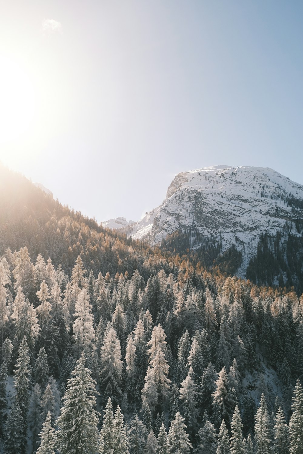 a mountain covered in snow next to a forest