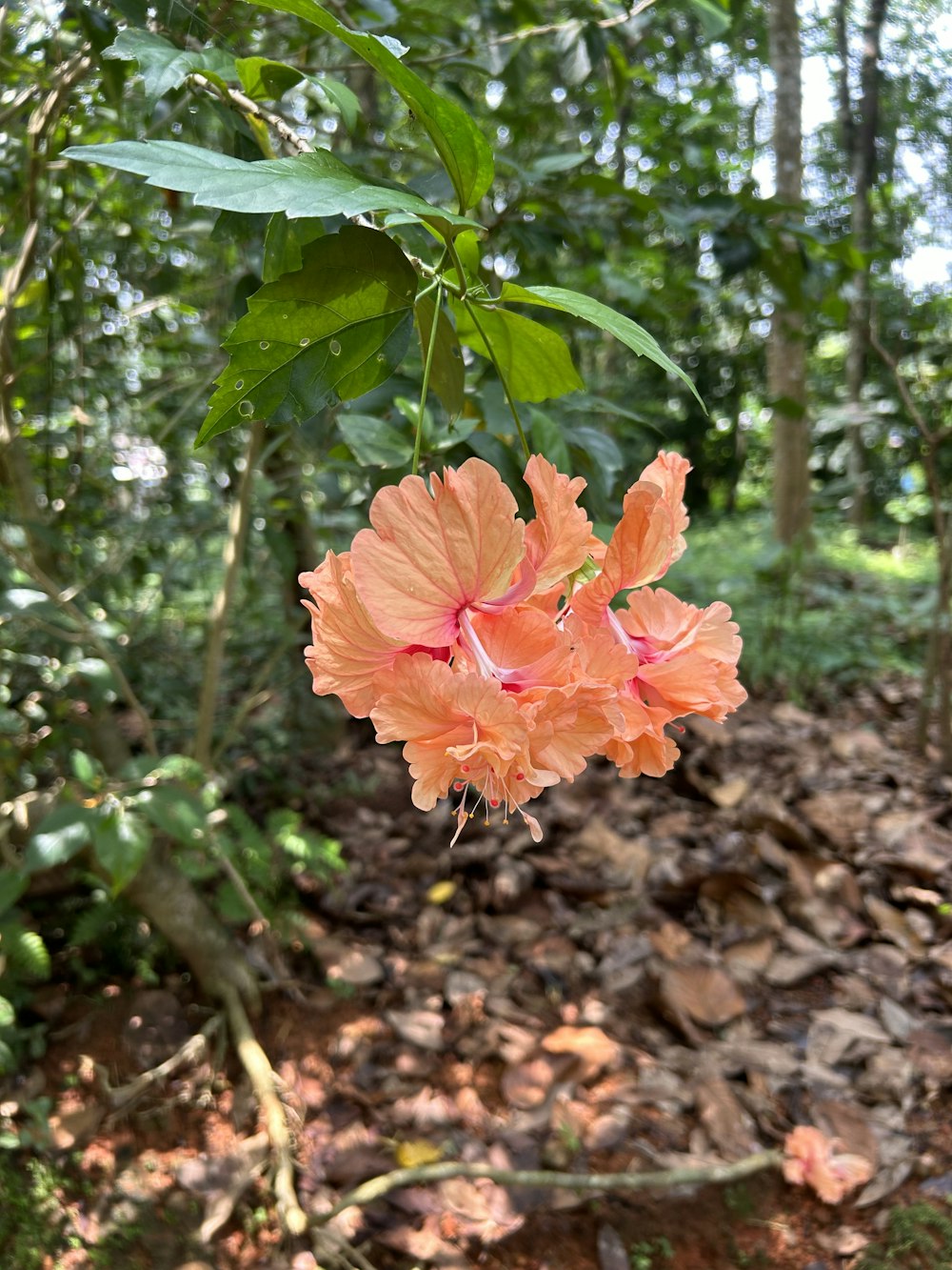 a pink flower hanging from a tree in a forest
