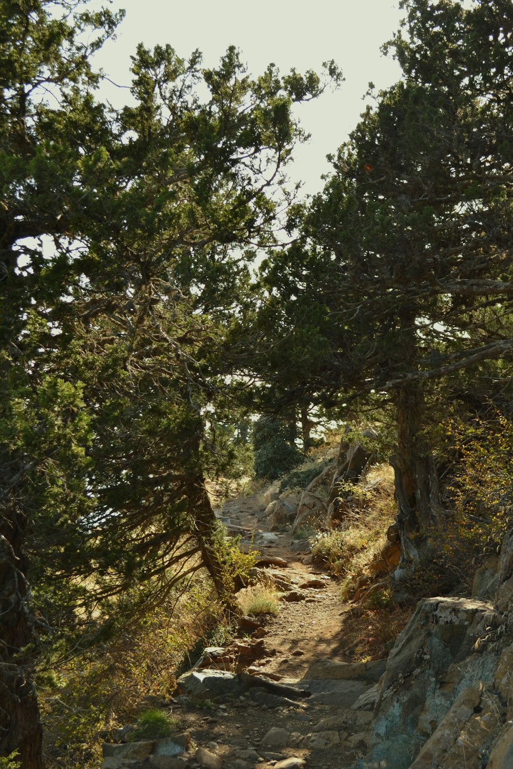 a path in the woods with trees on both sides