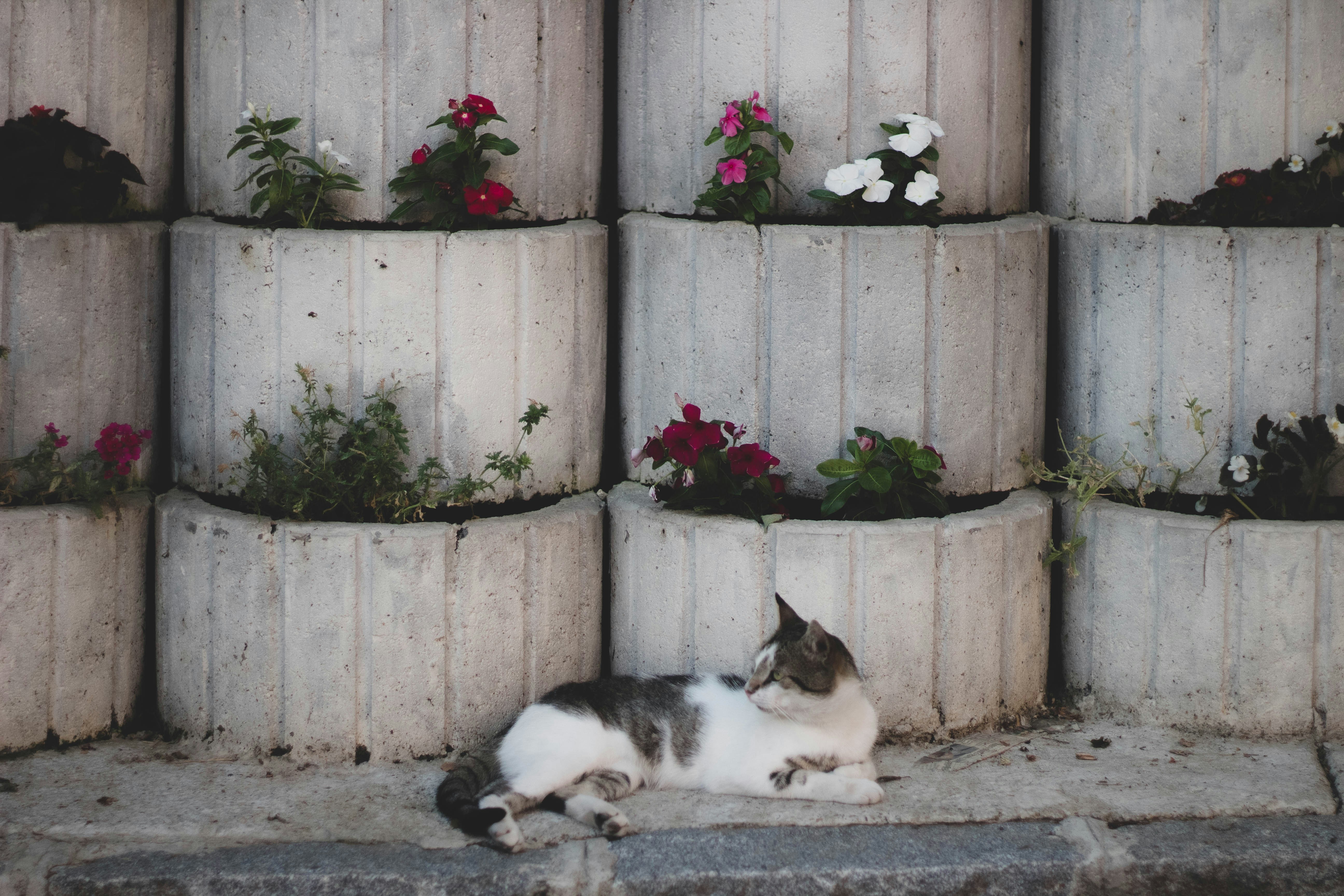 A cat laying on the ground in front of flower pots photo Free Potted