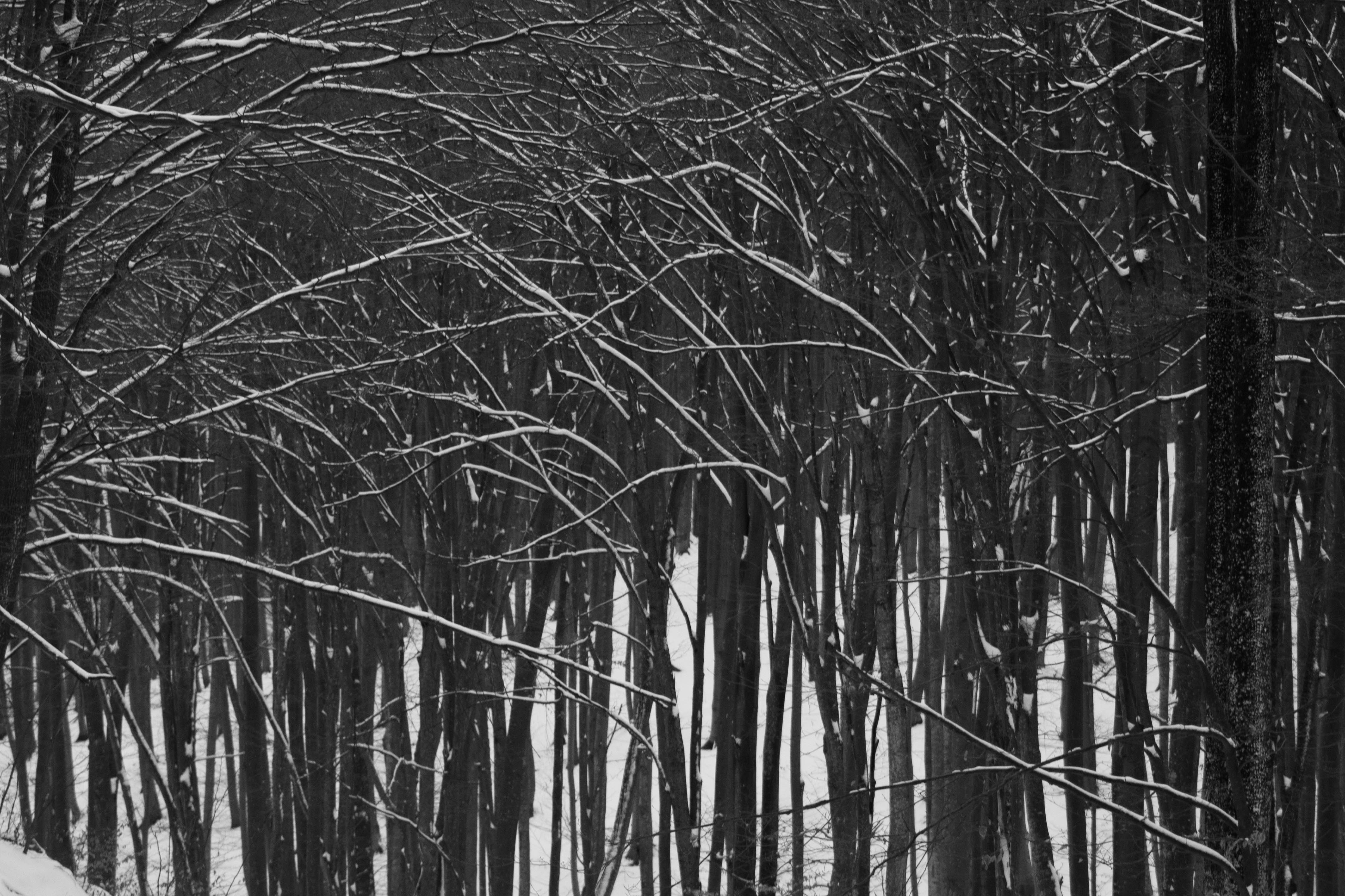 Photo by mari_oleacu