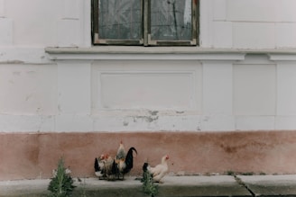 A group of chickens, including a rooster and hens, are gathered in front of an old, weathered wall with peeling paint. The wall is painted in shades of white and pink, and it features a closed window with a laced curtain.