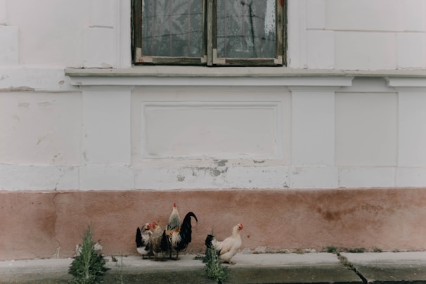 A group of chickens, including a rooster and hens, are gathered in front of an old, weathered wall with peeling paint. The wall is painted in shades of white and pink, and it features a closed window with a laced curtain.