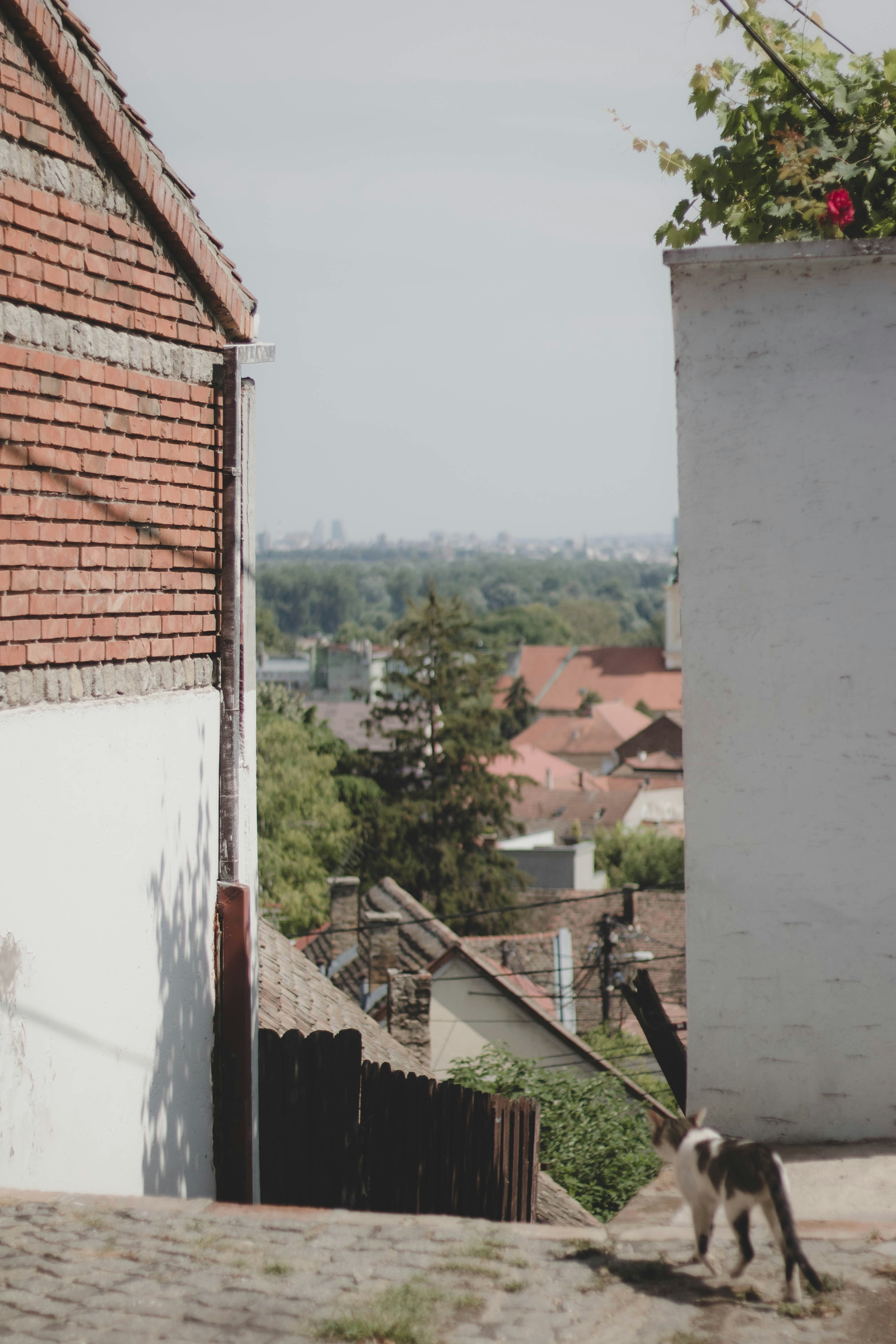 Photo by mari_oleacu