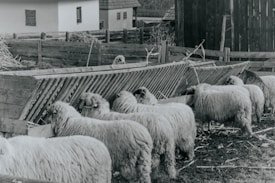 A group of sheep with thick wool gather around a wooden feeding trough in a rural farm setting. The background includes wooden fences, hay, and traditional farm buildings, conveying an impression of a pastoral environment.
