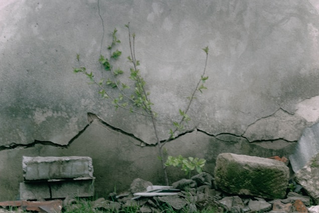 A small plant with green leaves grows against an old, cracked concrete wall. The wall has visible cracks and weathering, indicating age and wear. Surrounding the plant, there are scattered rocks and rubble, including a concrete block and fragments of bricks. The scene exudes a sense of resilience, with the plant thriving in a harsh, urban environment.