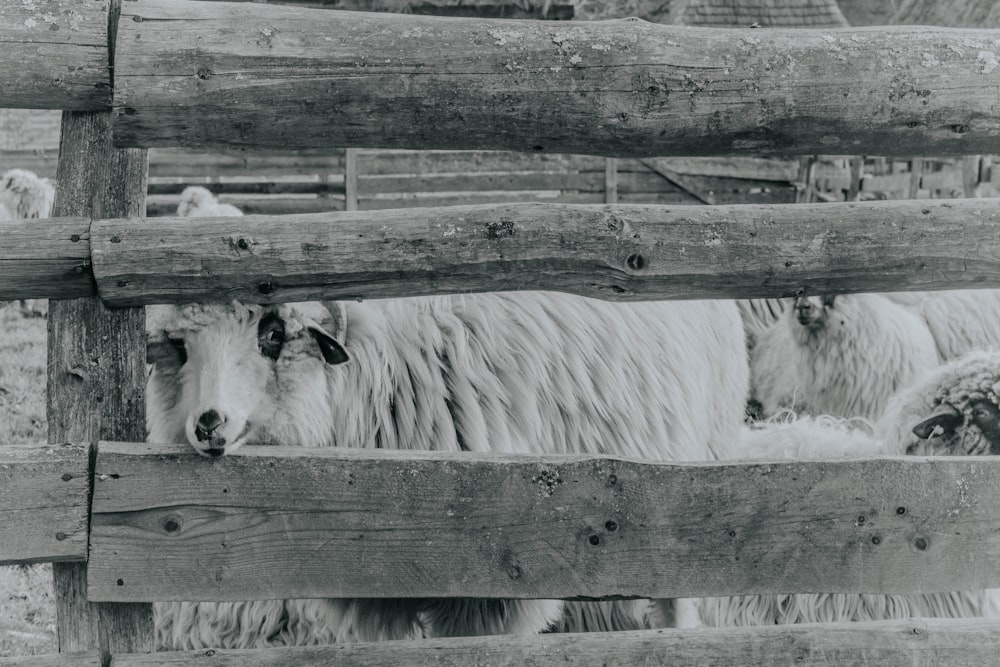 a black and white photo of sheep behind a fence