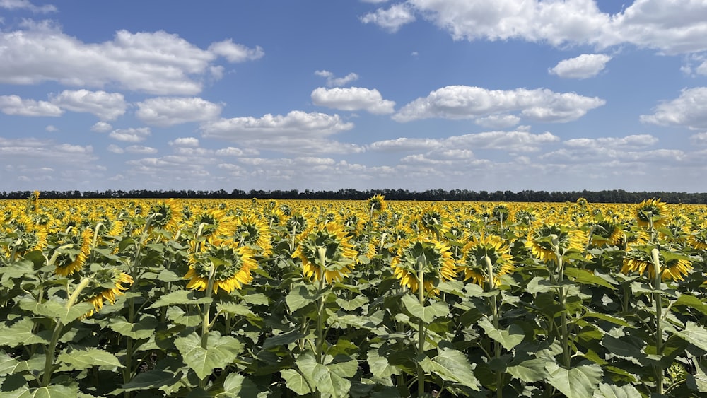 a large field of sunflowers under a blue sky