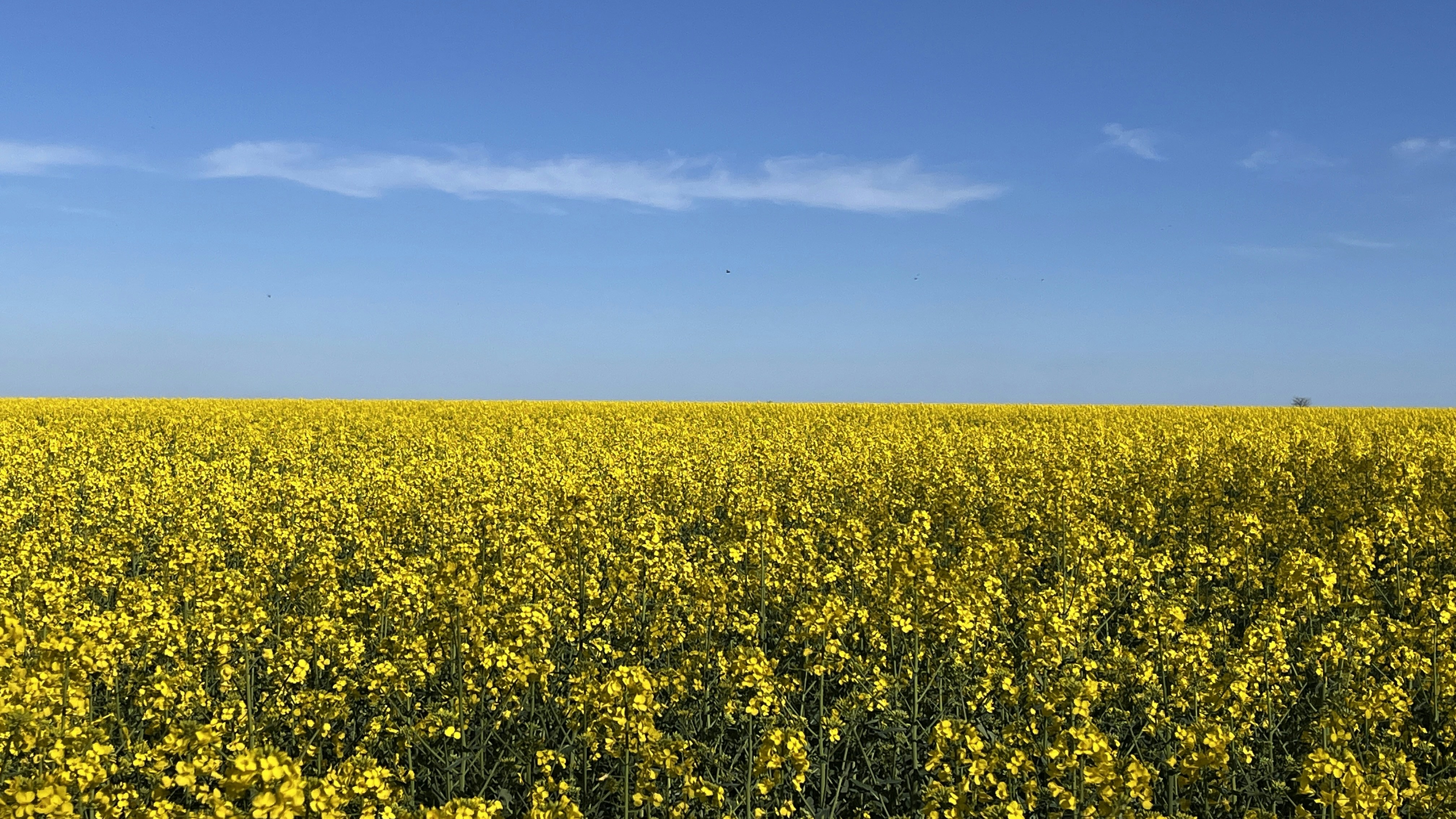 Photo by andrii_motygullin