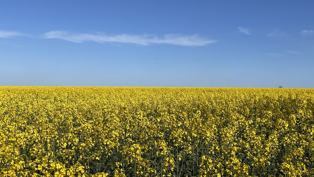 a large field of yellow flowers under a blue sky