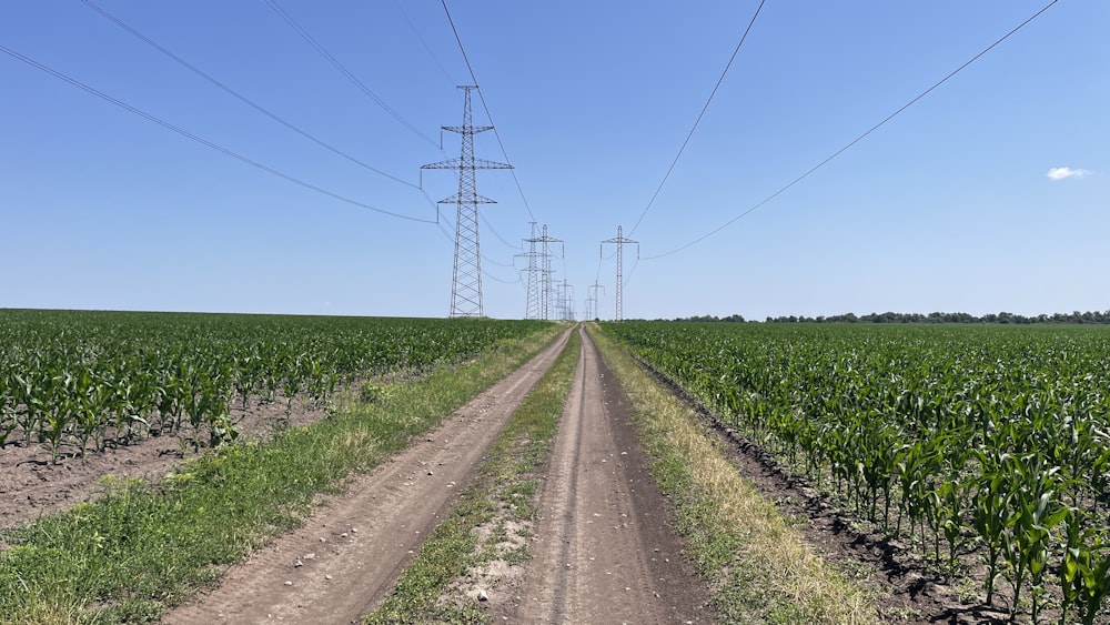 a dirt road running through a corn field