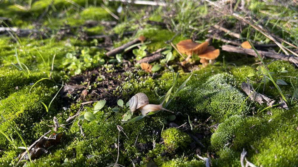 a group of mushrooms sitting on top of a lush green field