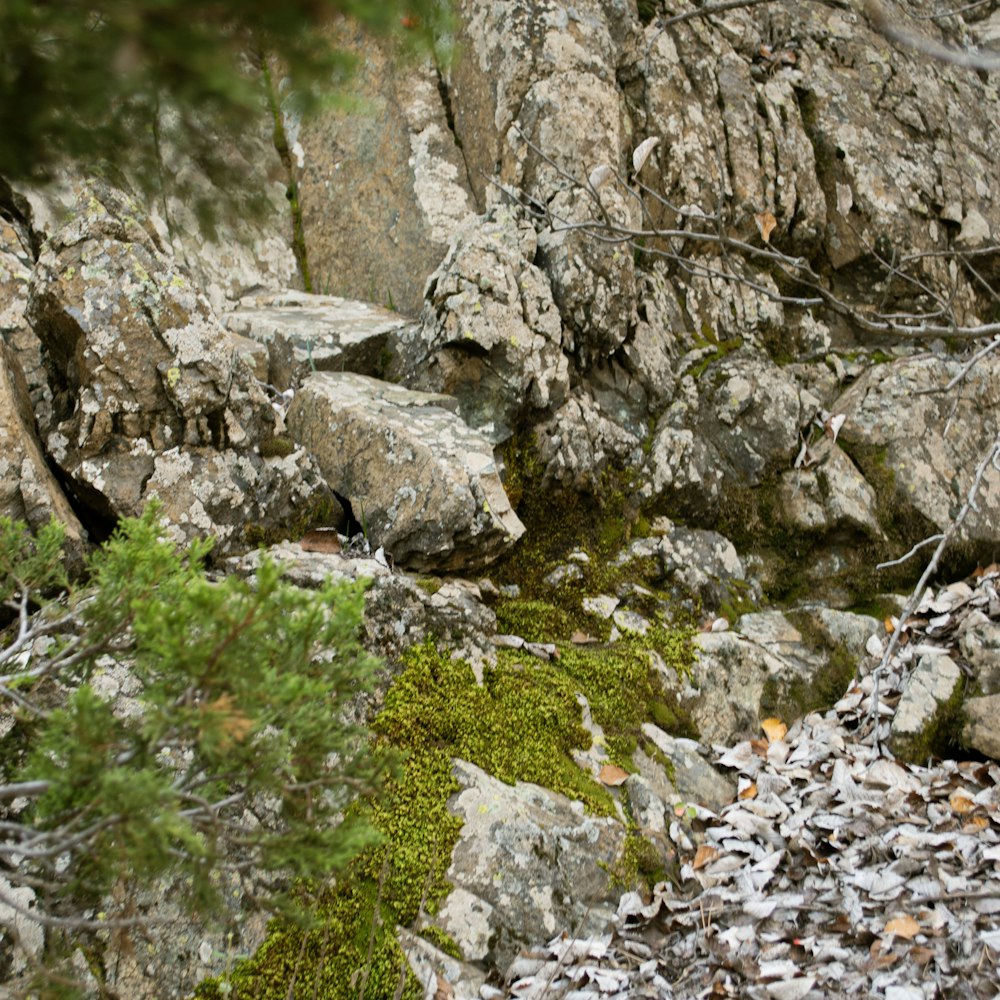 a black bear standing on top of a pile of rocks