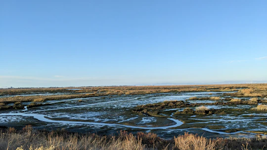A vast peatland landscape with rich greenery and water channels under a clear blue sky.