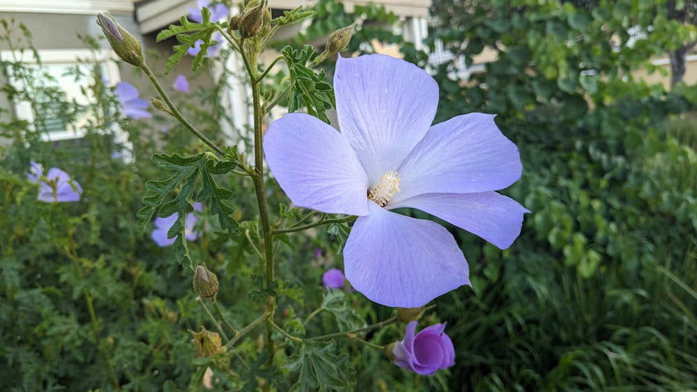 una flor azul con flores moradas frente a una casa