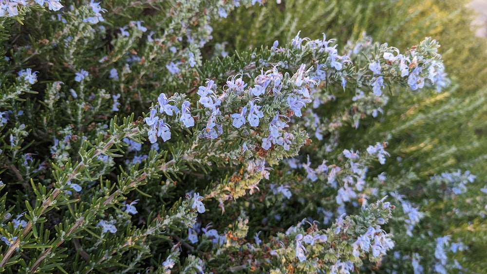 a close up of a bush with blue flowers
