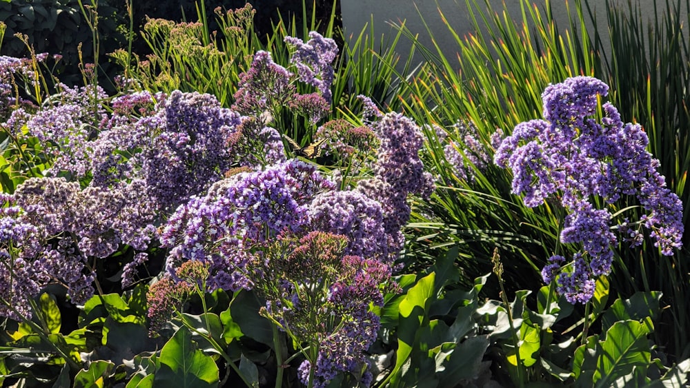 a bunch of purple flowers in a garden