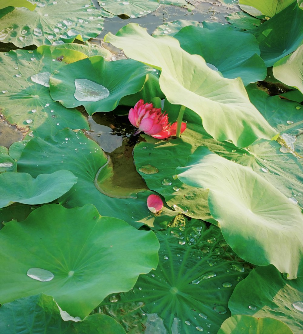 a pink flower is in the middle of a pond