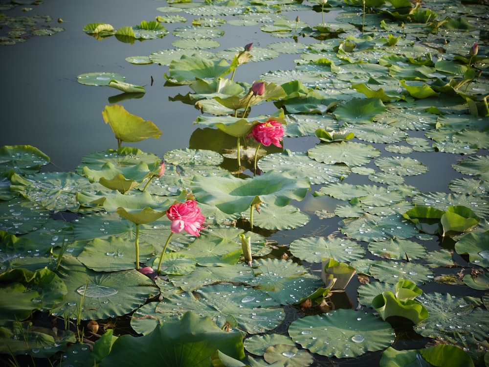 a pond filled with lots of water lilies