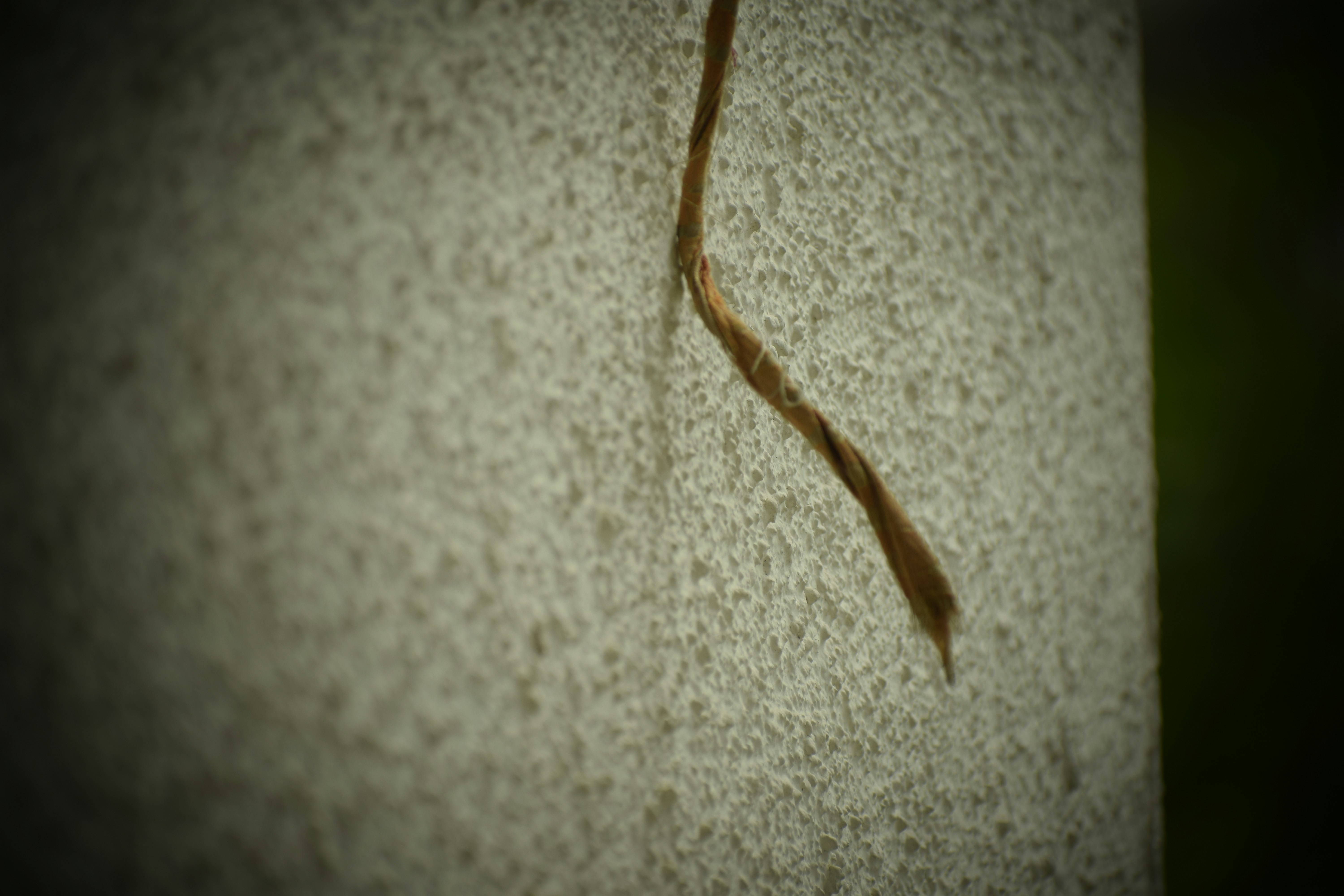 Nahaufnahme des Schwanzes einer Eidechse an einer Wand