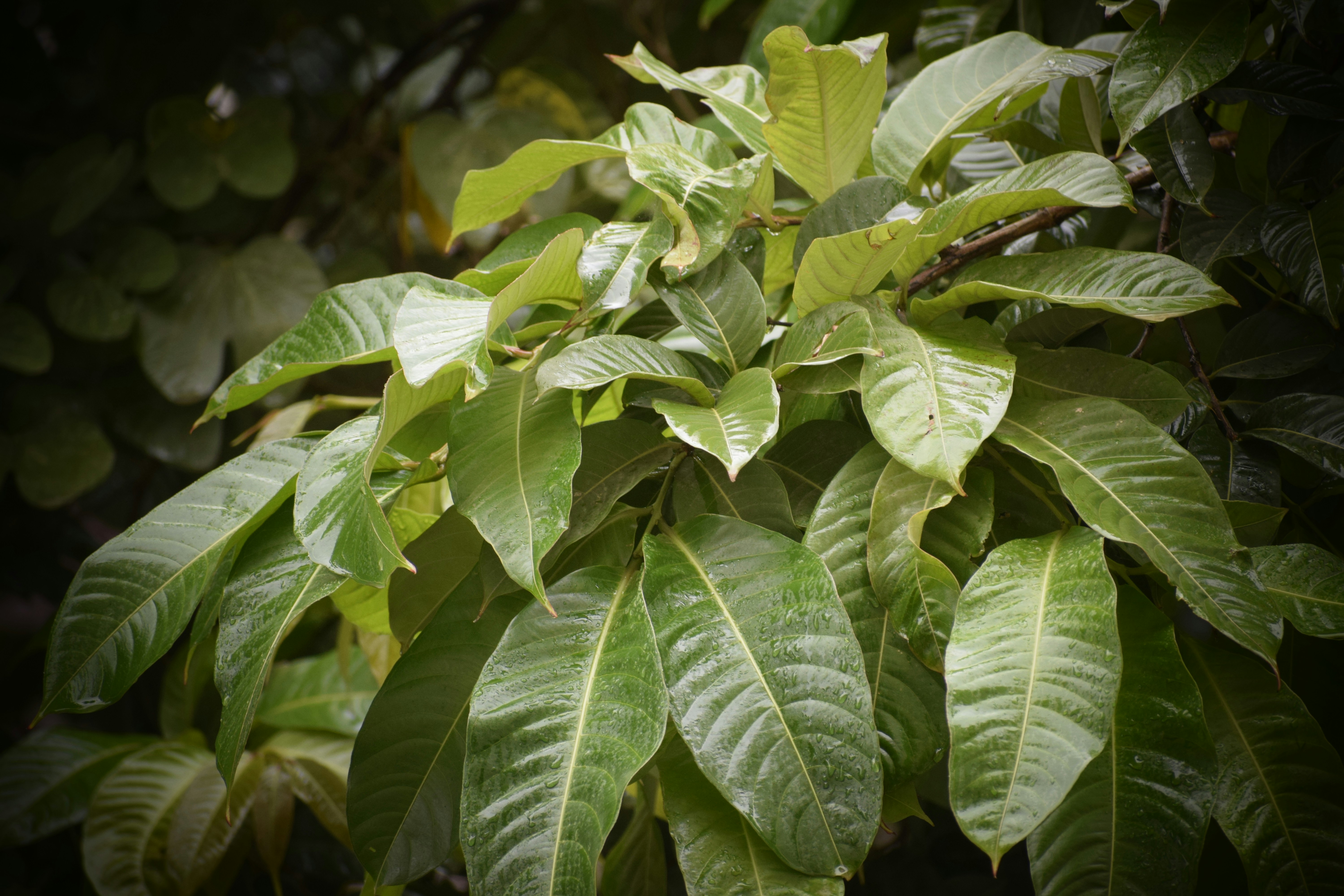 Nahaufnahme eines grün belaubten Baumes