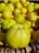 A close-up view of several bright yellow quinces piled together in a basket. The texture of the fruit is smooth, and the fruits are densely packed, indicating a fresh and abundant harvest.