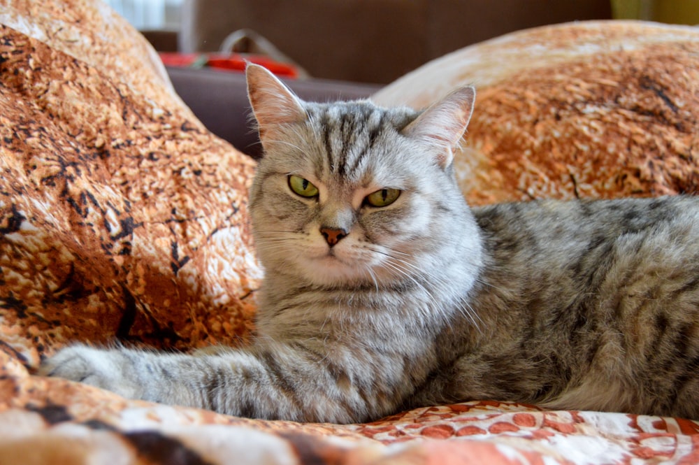 a cat laying on top of a bed covered in pillows