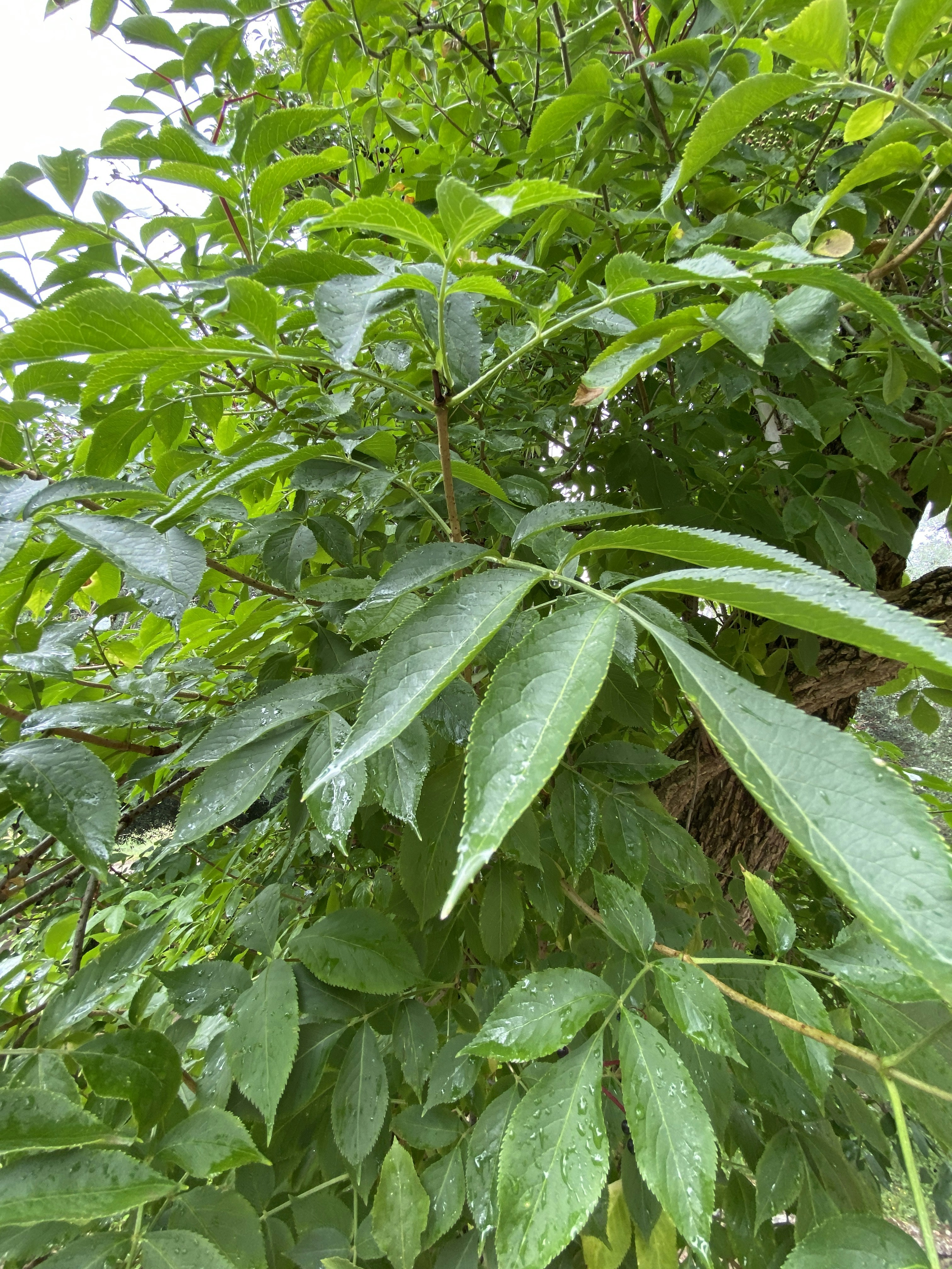 a leafy tree with lots of green leaves