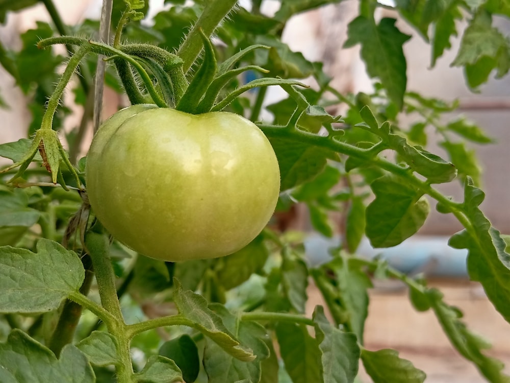 a close up of a green apple on a tree