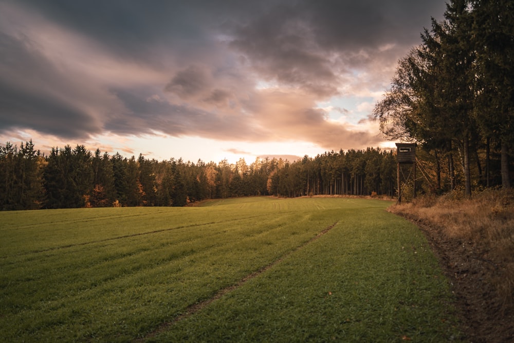 a grassy field with trees in the background