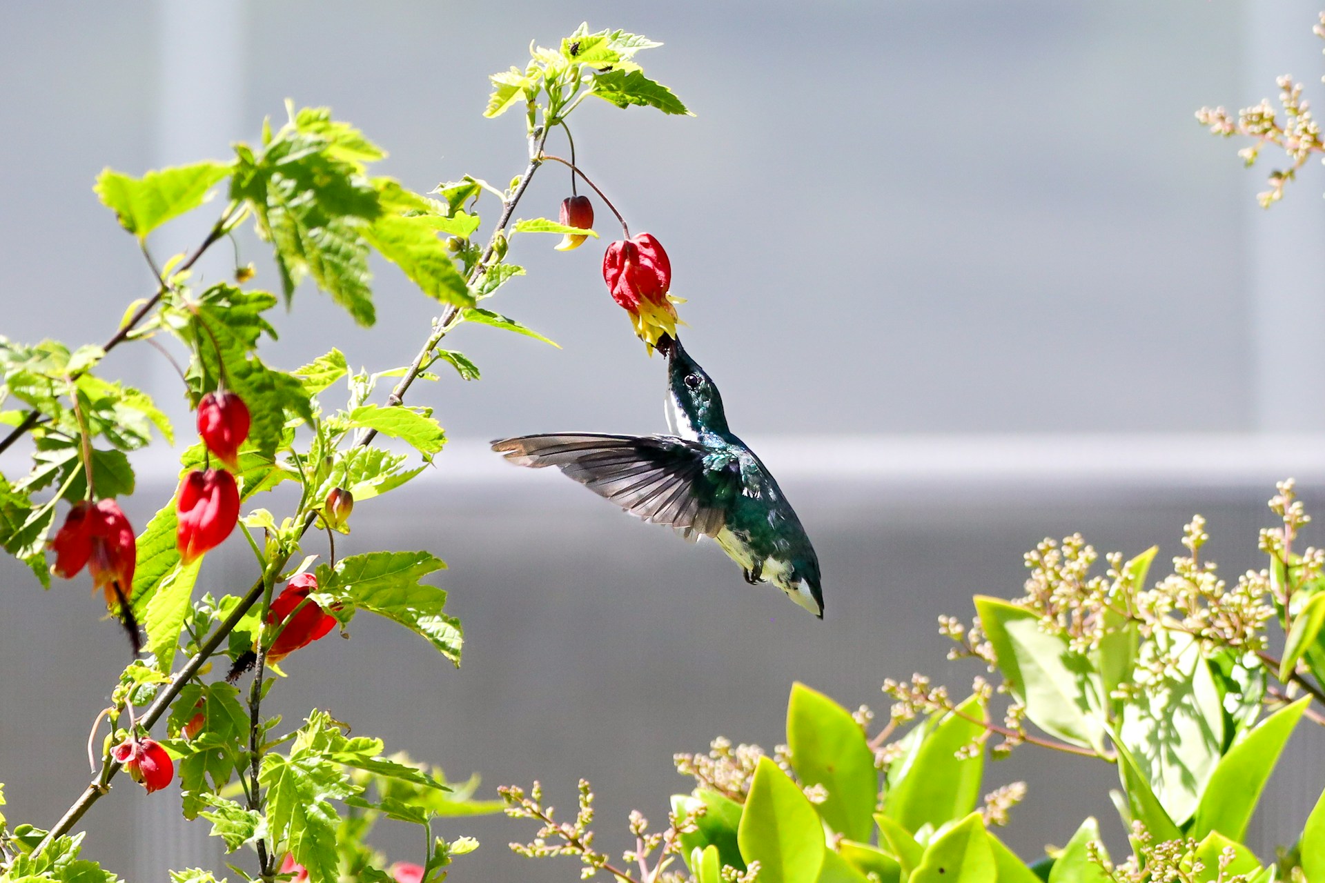 a hummingbird flying away from a red flower