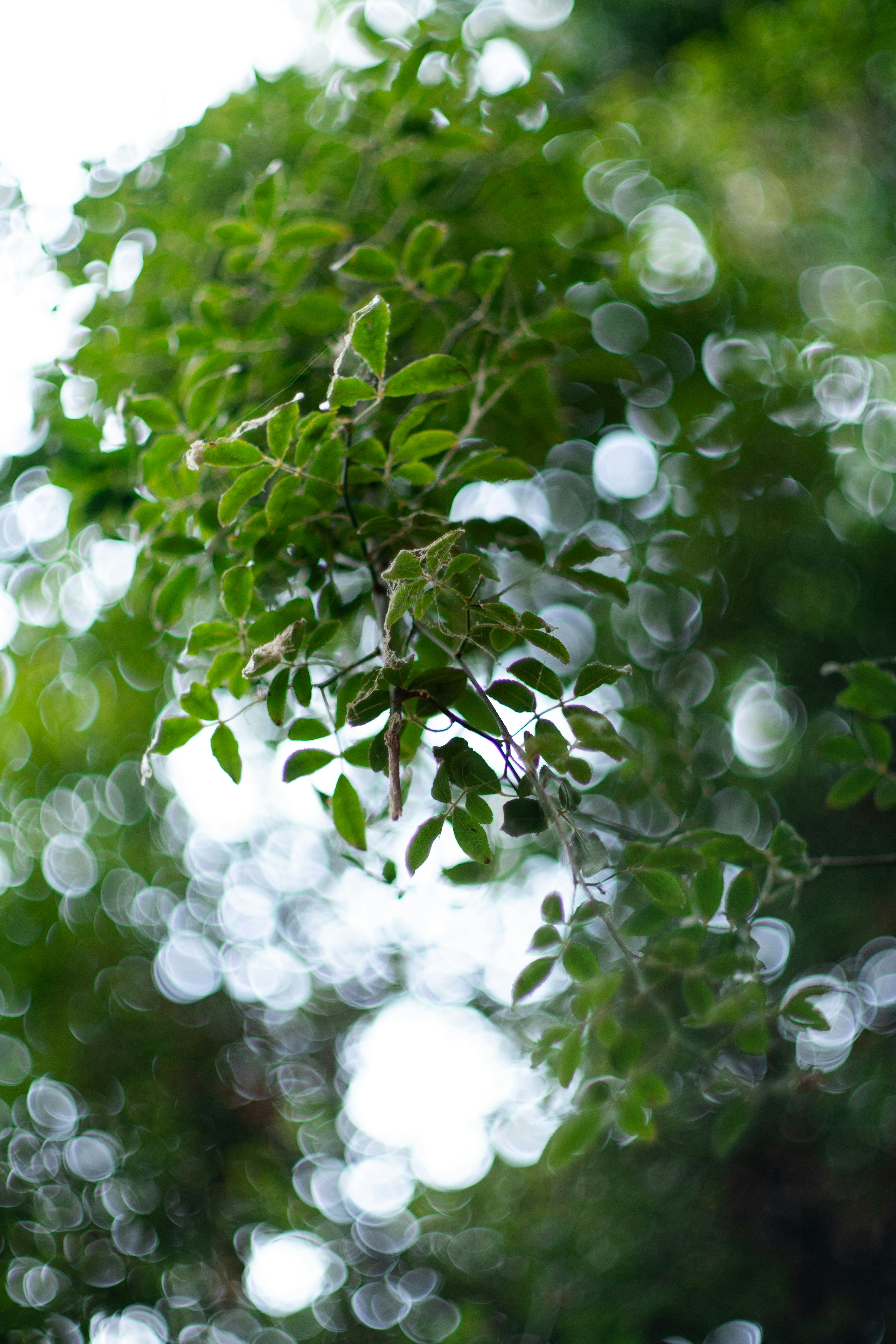 Photo by aryan_alahverdi