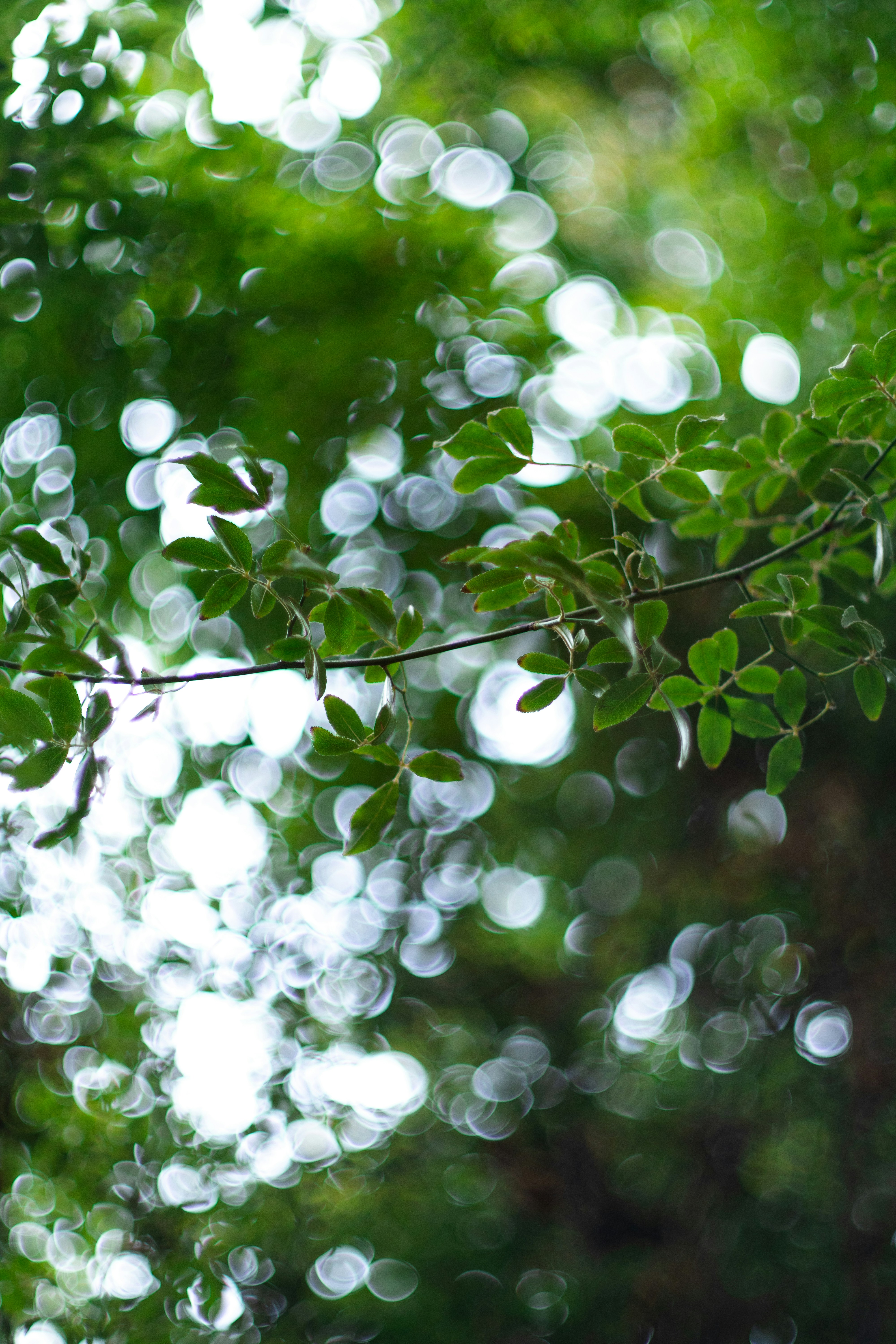 Photo by aryan_alahverdi