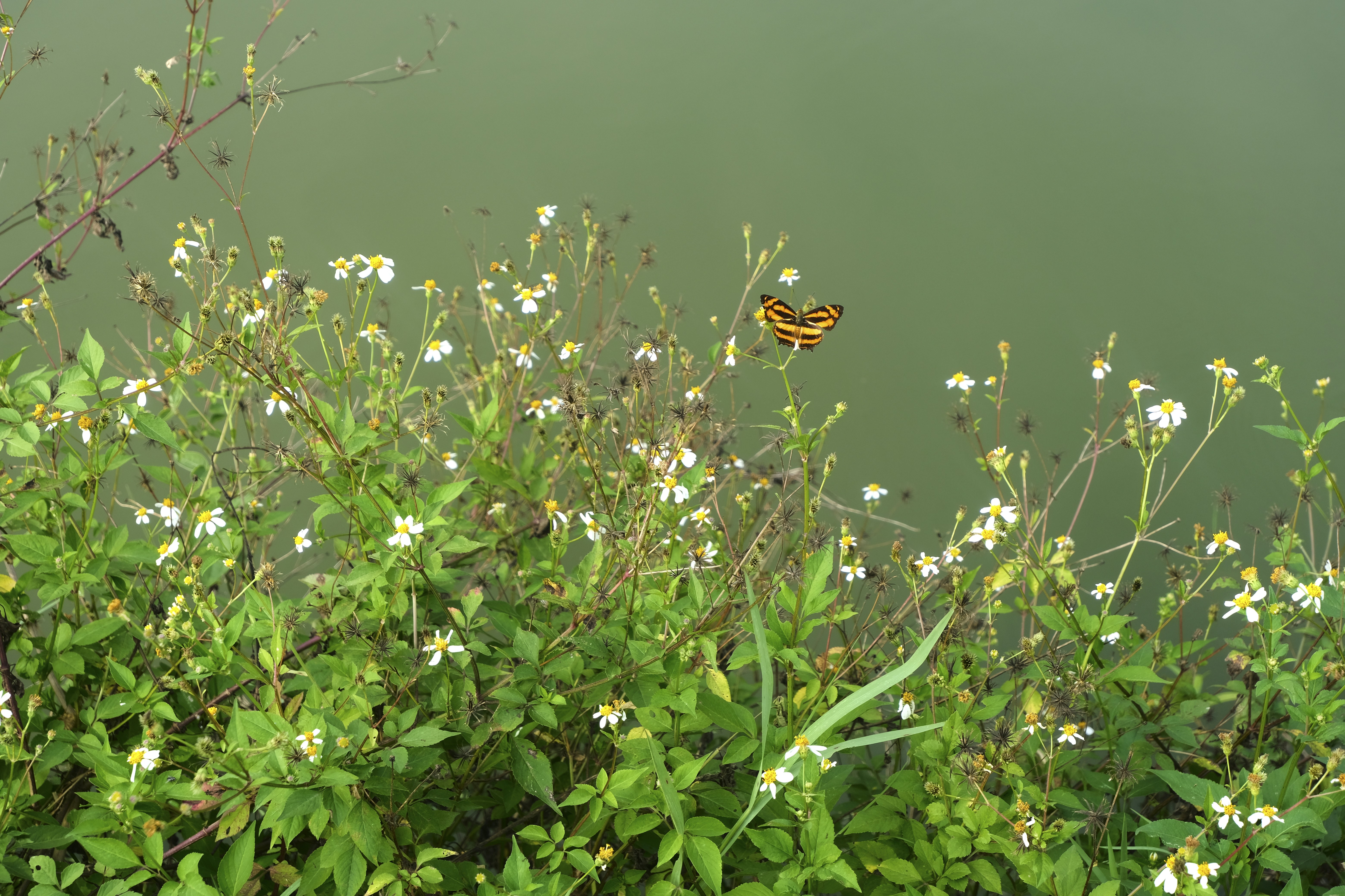 Cat Ba Island, Vietnam - Butterfly photographed near rice field, Cat Ba island, Northern Vietnam