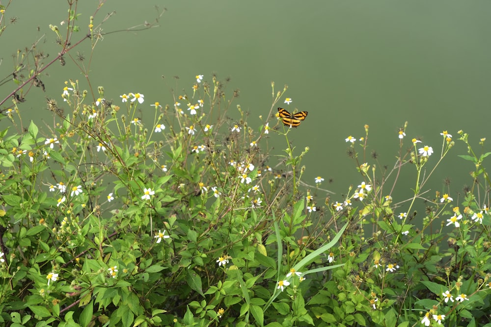 a yellow and black butterfly sitting on top of a plant