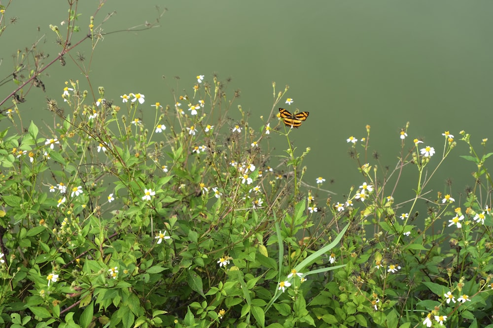 un papillon jaune et noir assis au sommet d’une plante