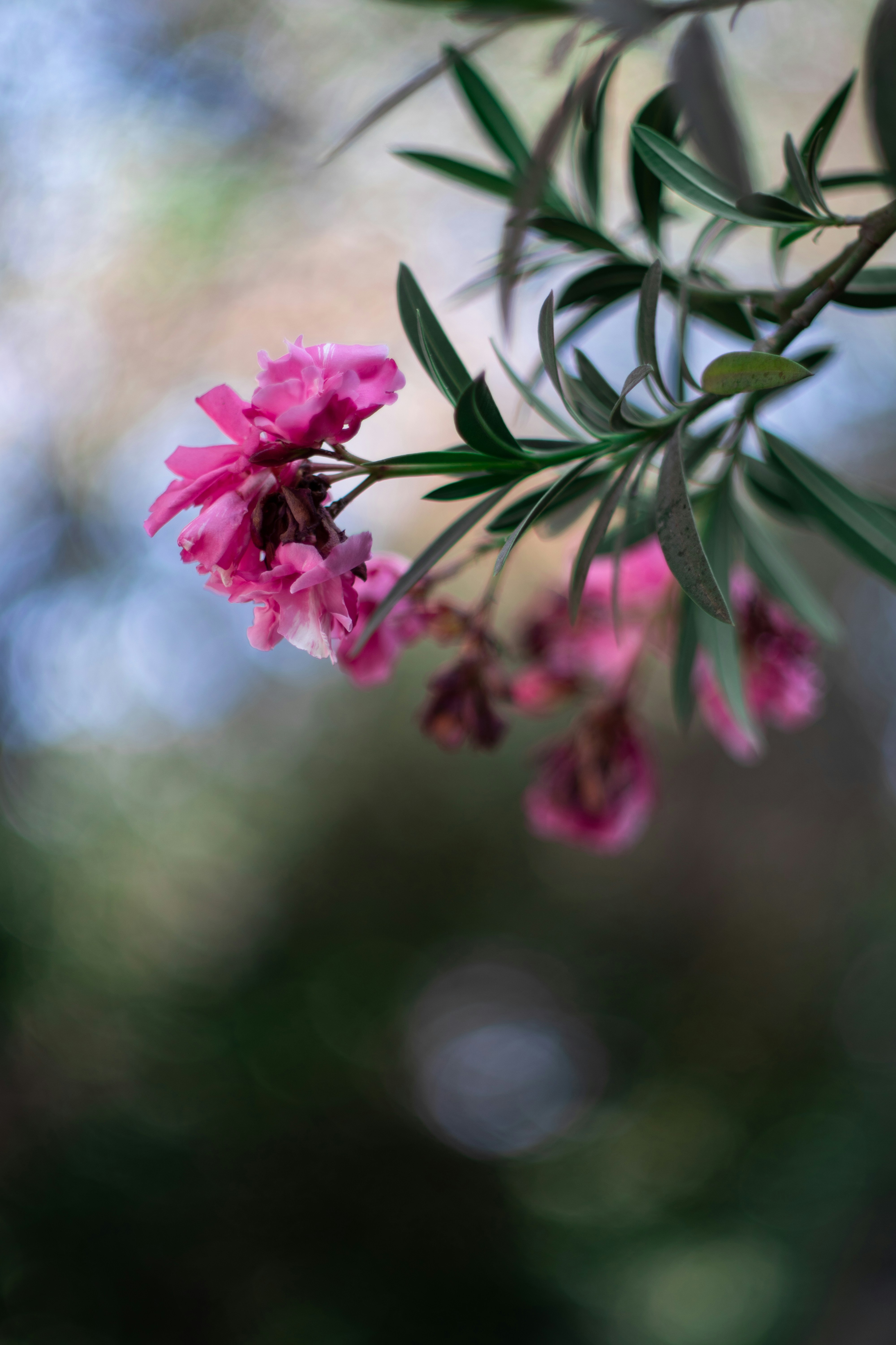 Photo by aryan_alahverdi