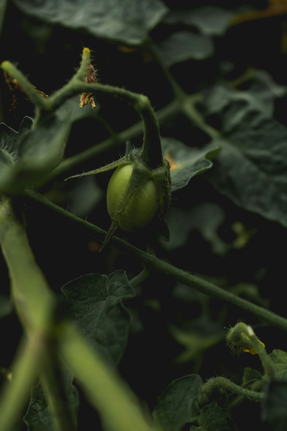 Un primer plano de una planta de tomate verde