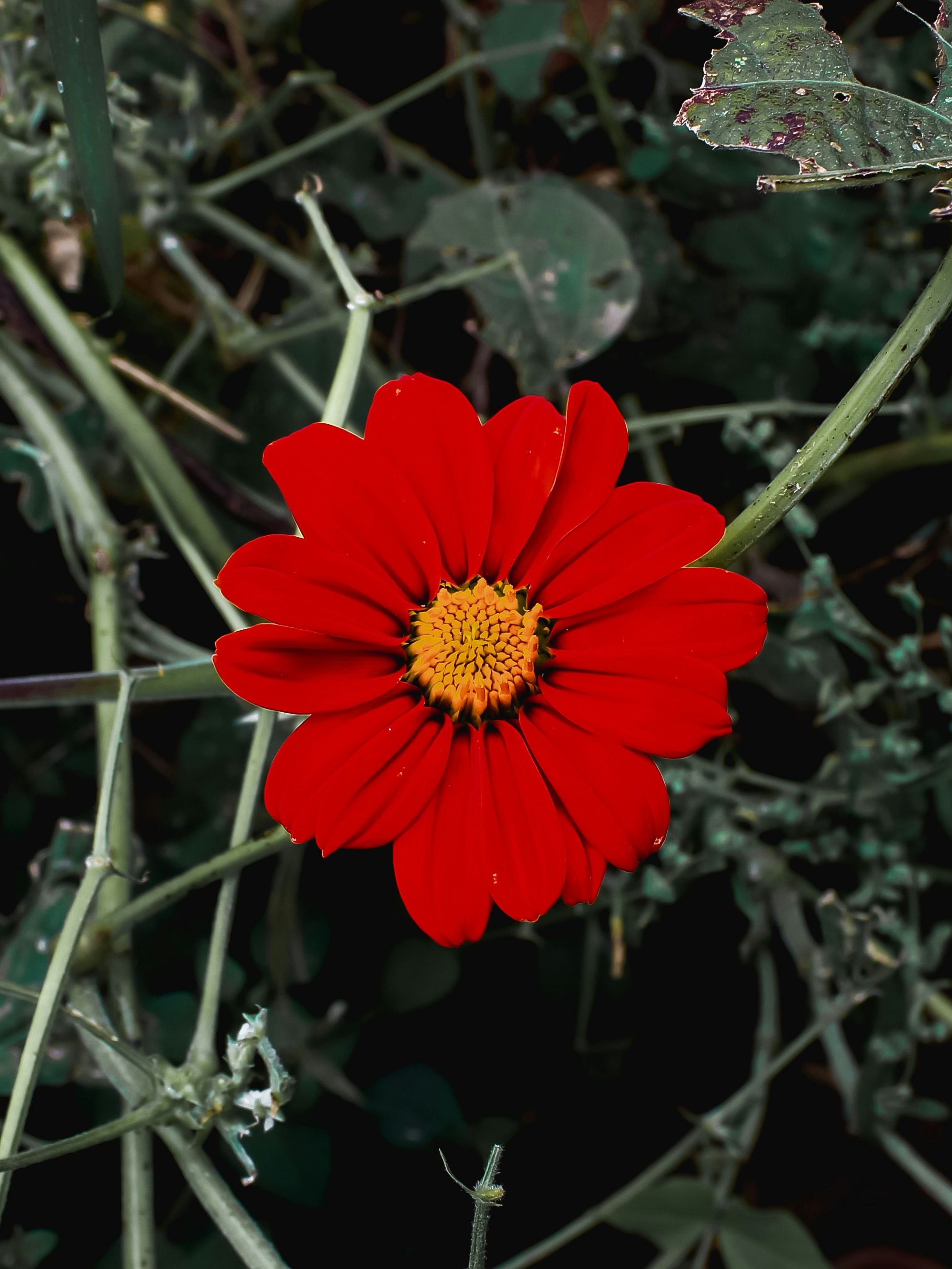 Photo by prasad_s_photography