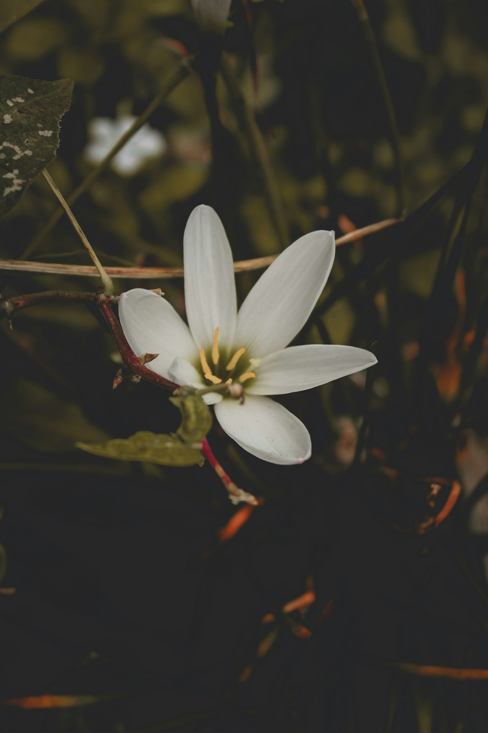 a white flower with a yellow center in a field