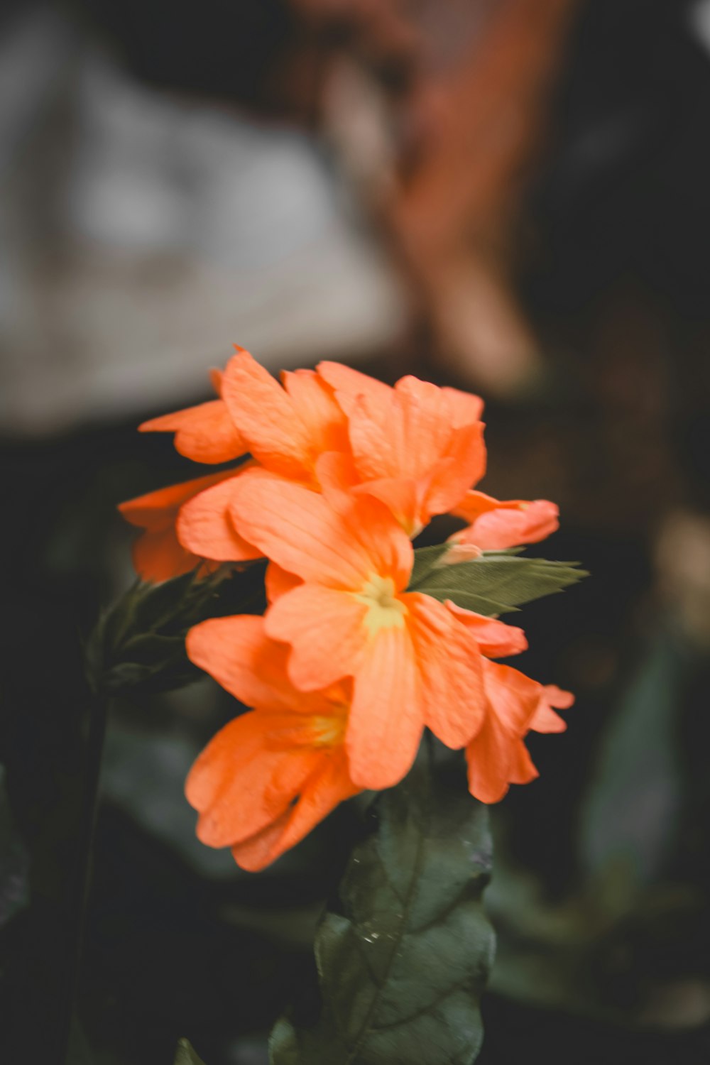 a close up of an orange flower with a blurry background