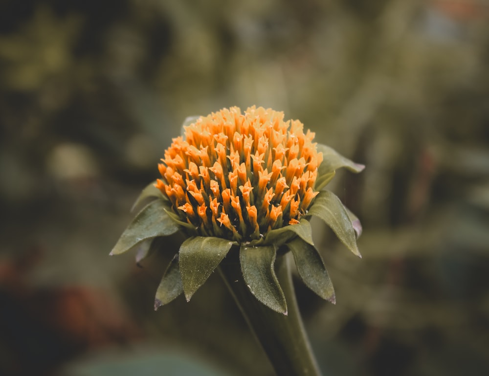 a close up of an orange flower with leaves