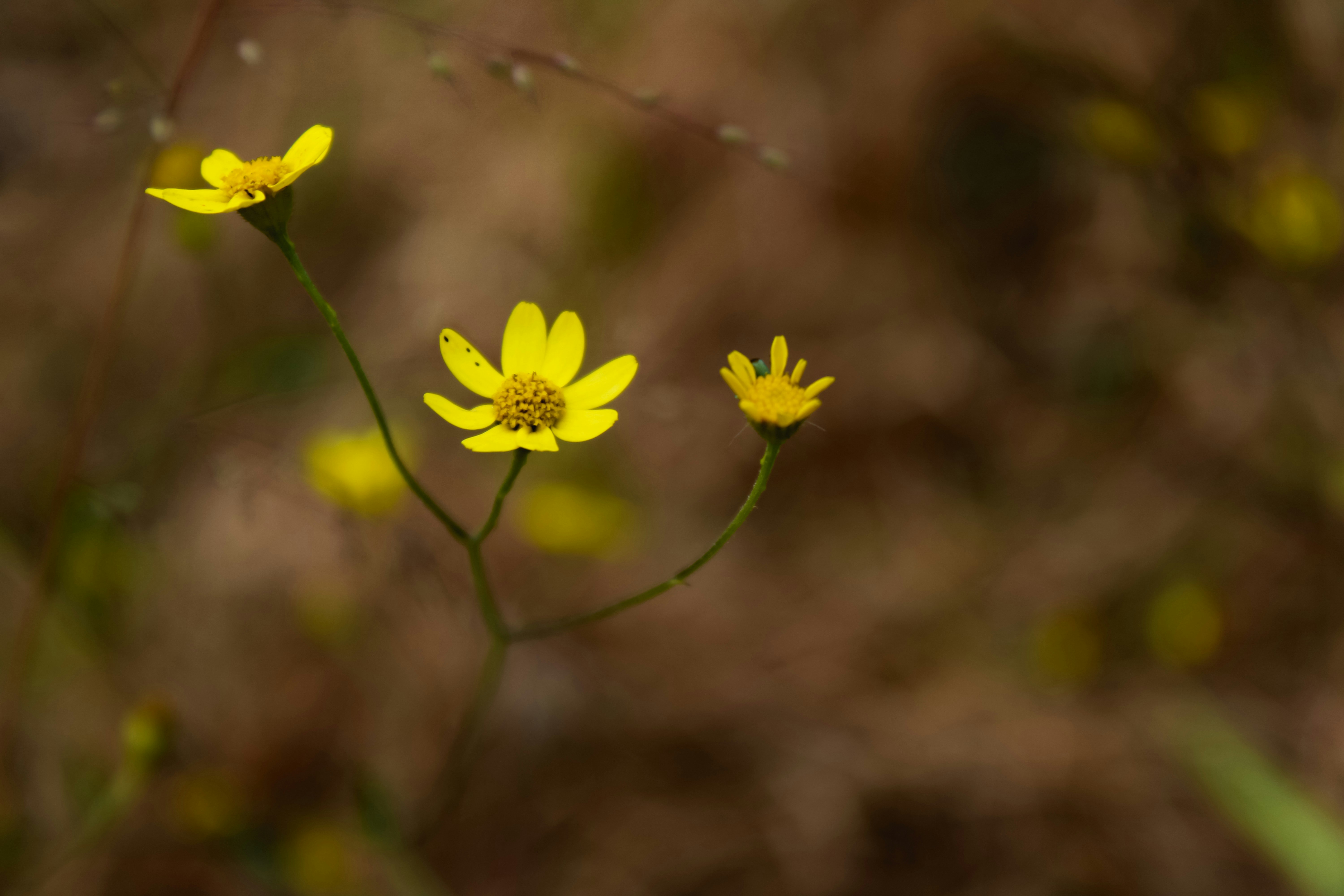 Photo by prasad_s_photography