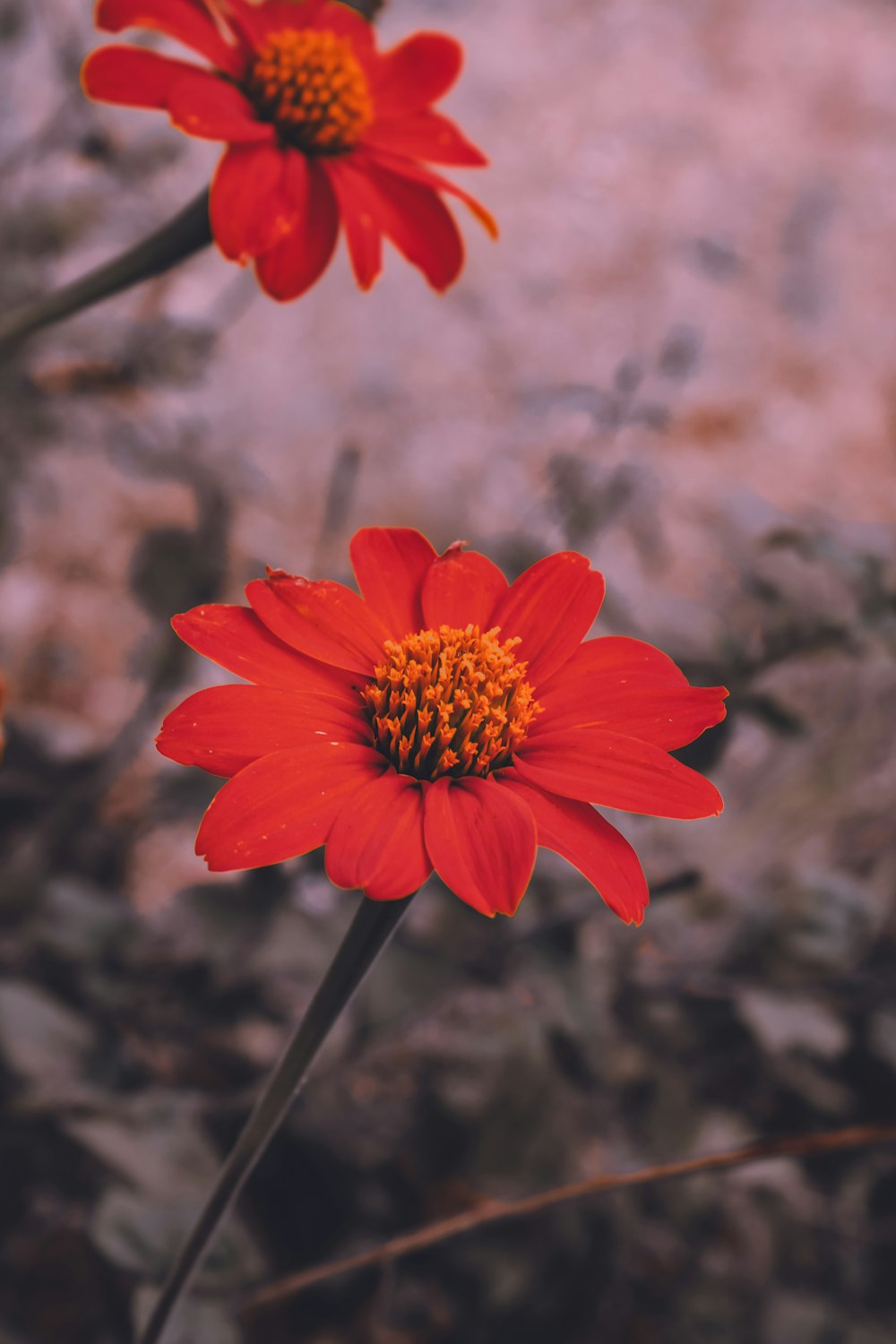 a couple of red flowers sitting next to each other